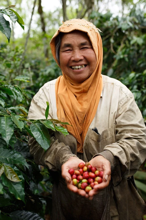 Indonesia Sumatra Lintong - Obrázek 2