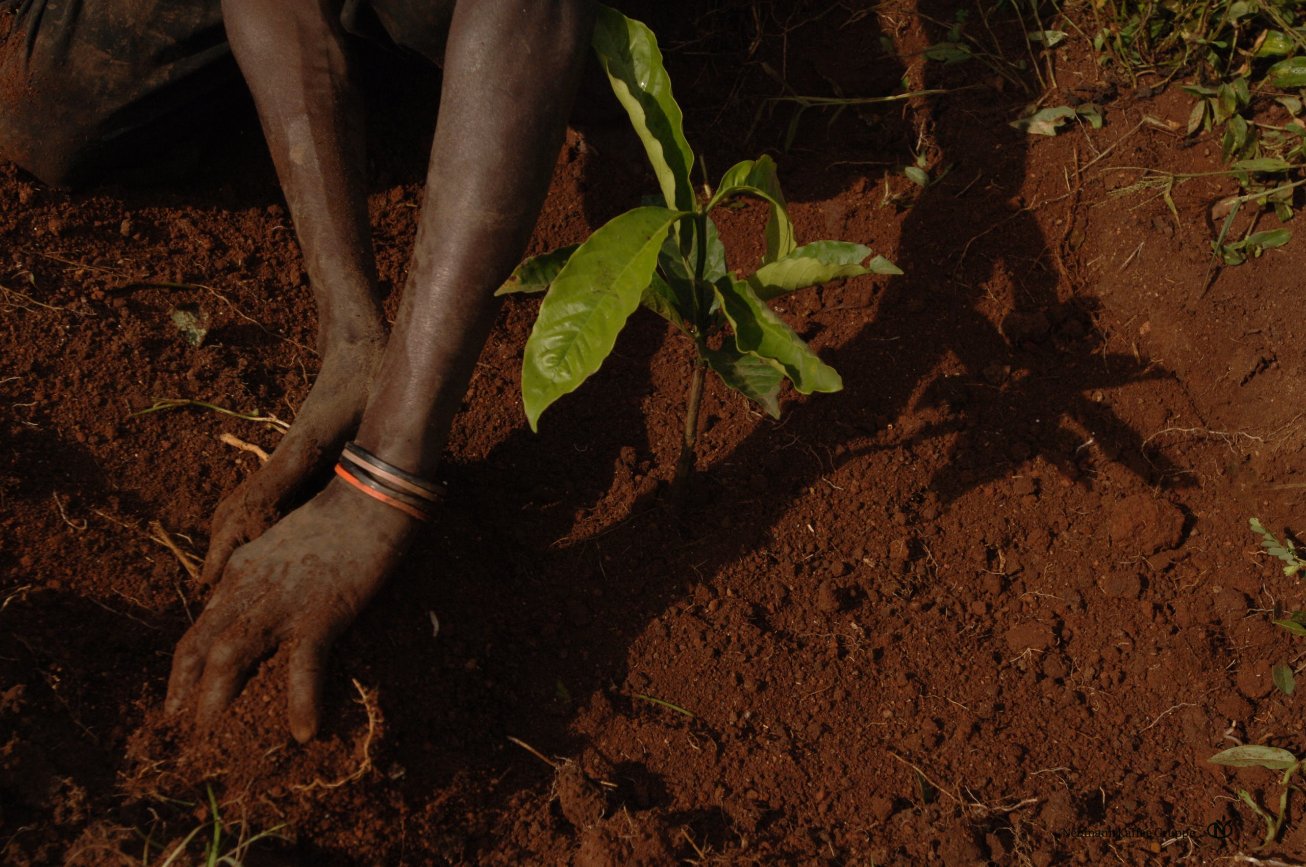 Uganda Bugisu AA - Obrázek 5