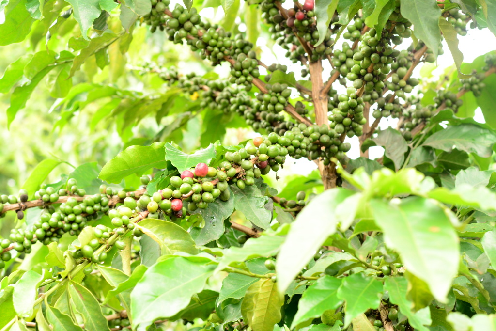 Rwanda Kibuye Inagagi - Obrázek 3