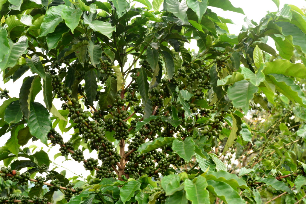 Rwanda Kibuye Inagagi - Obrázek 4