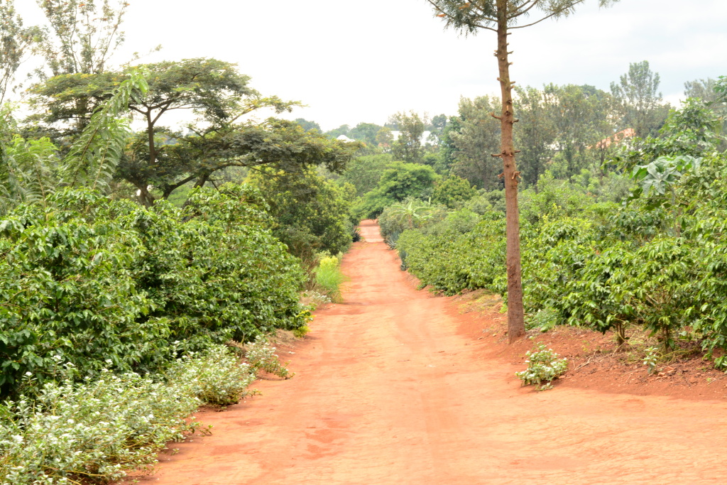 Rwanda Kibuye Inagagi - Obrázek 5