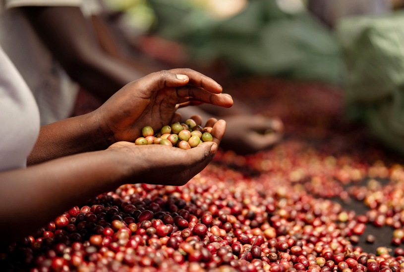 Rwanda Kibuye Inagagi - Obrázek 2