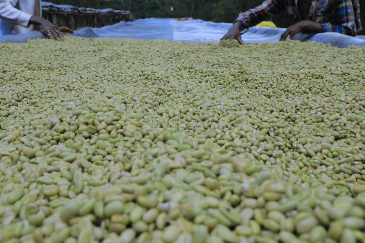 Ethiopia Sidamo – Lalibela - Obrázek 5