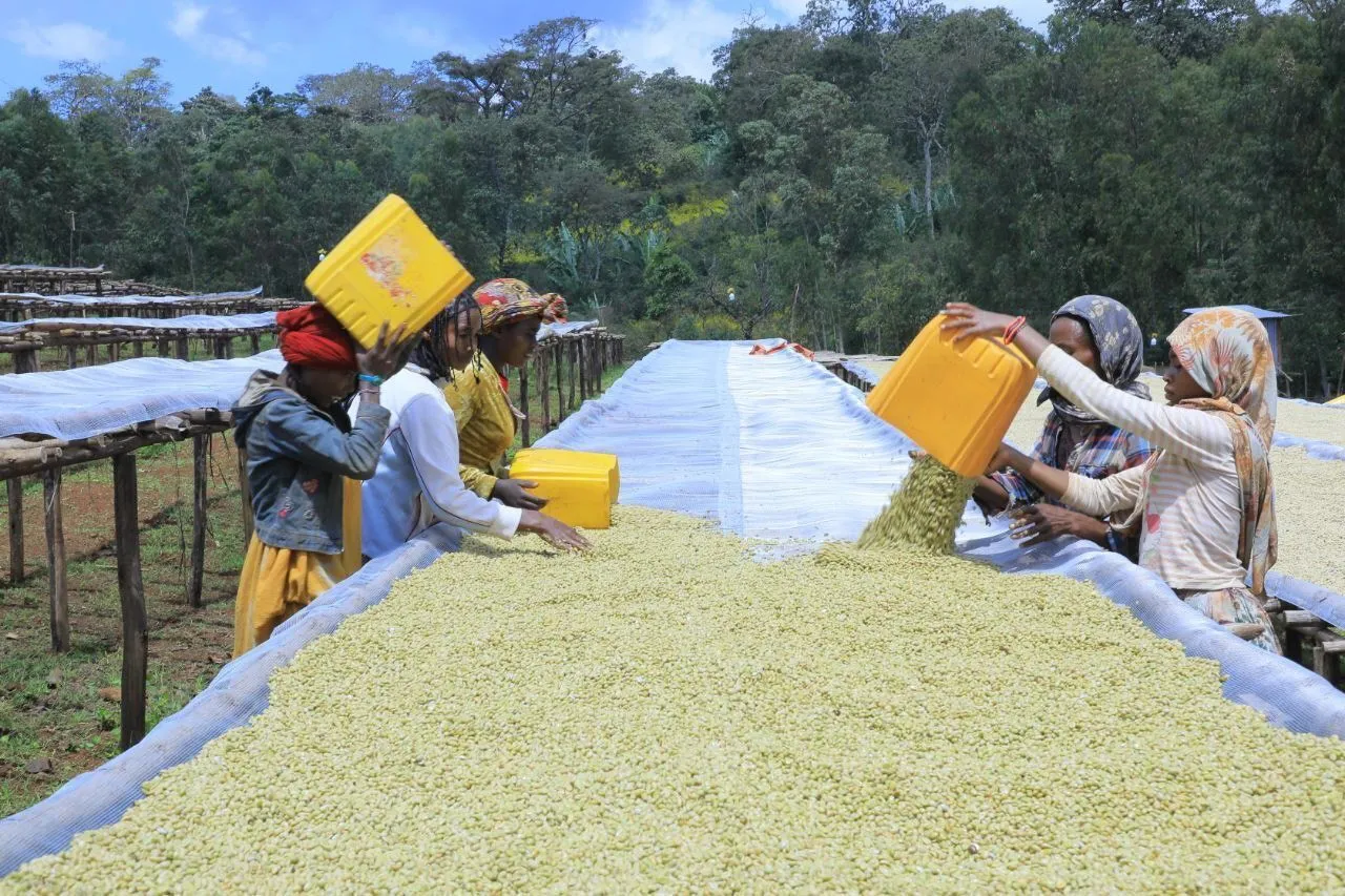 Ethiopia Sidamo – Lalibela - Obrázek 3