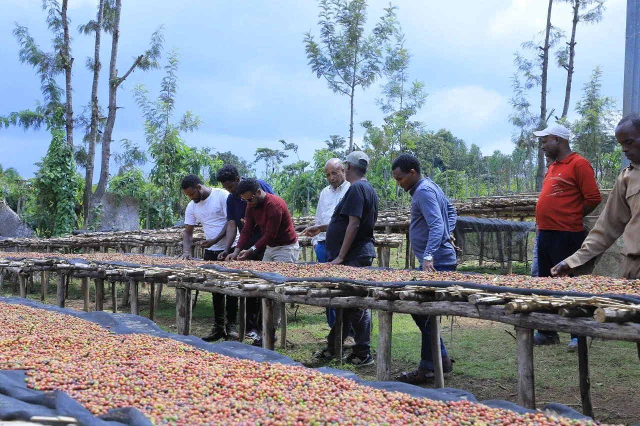 Ethiopia Sidamo – Lalibela - Obrázek 2